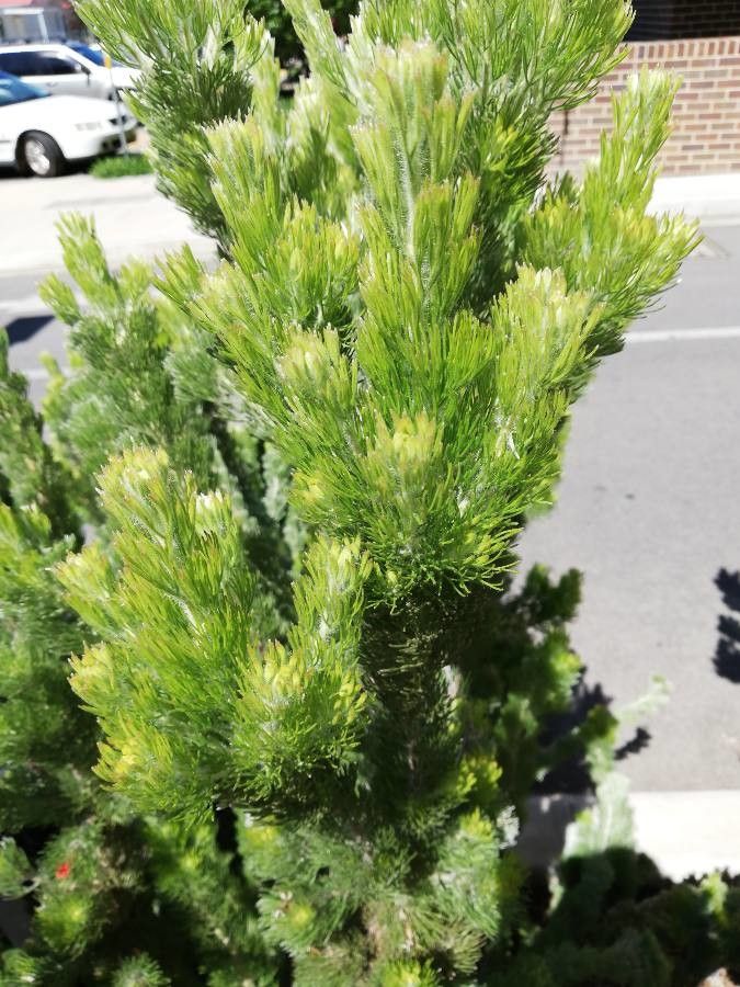 Adenanthos sericeus leaf