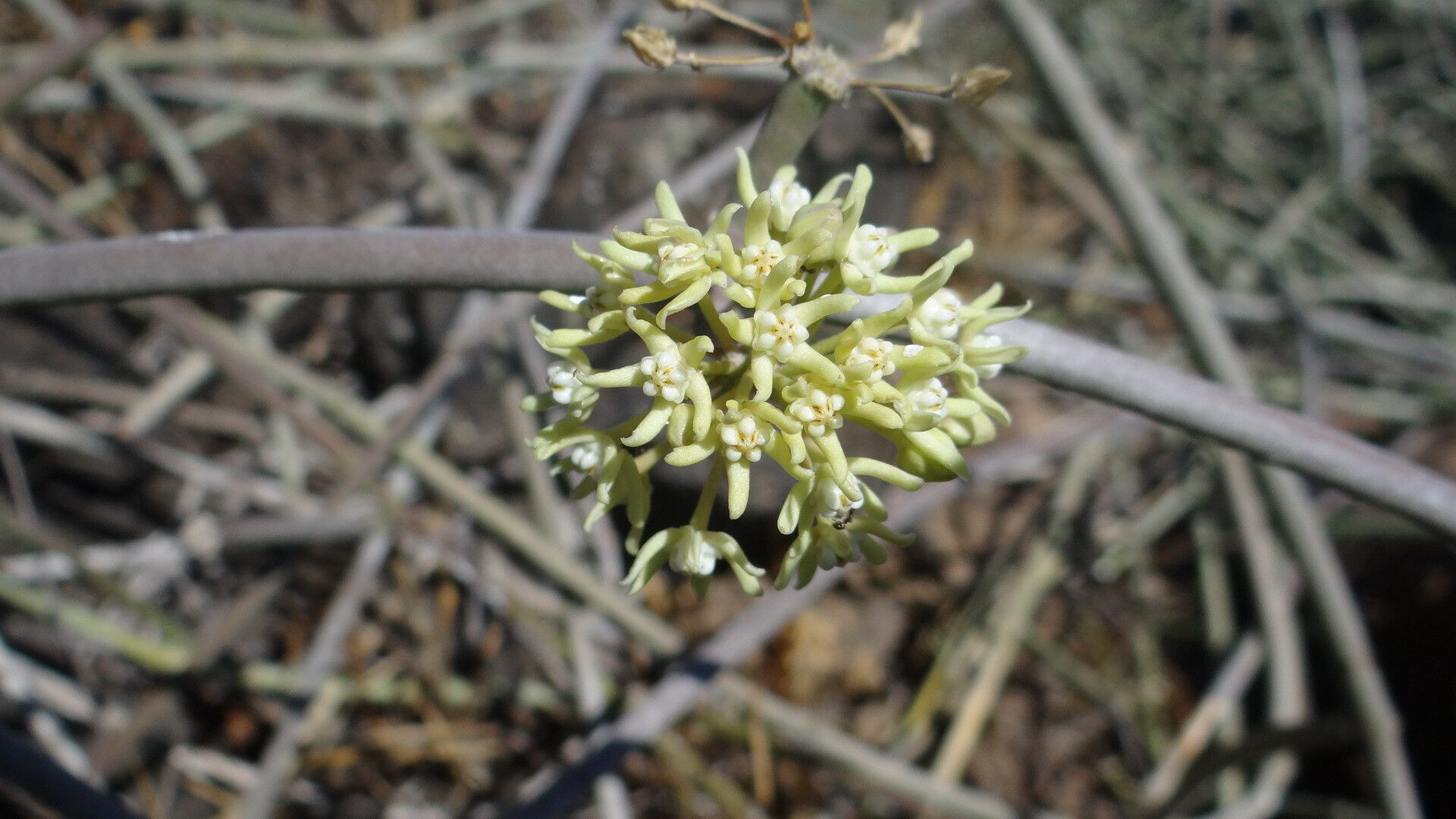 Cynanchum daltonii flower