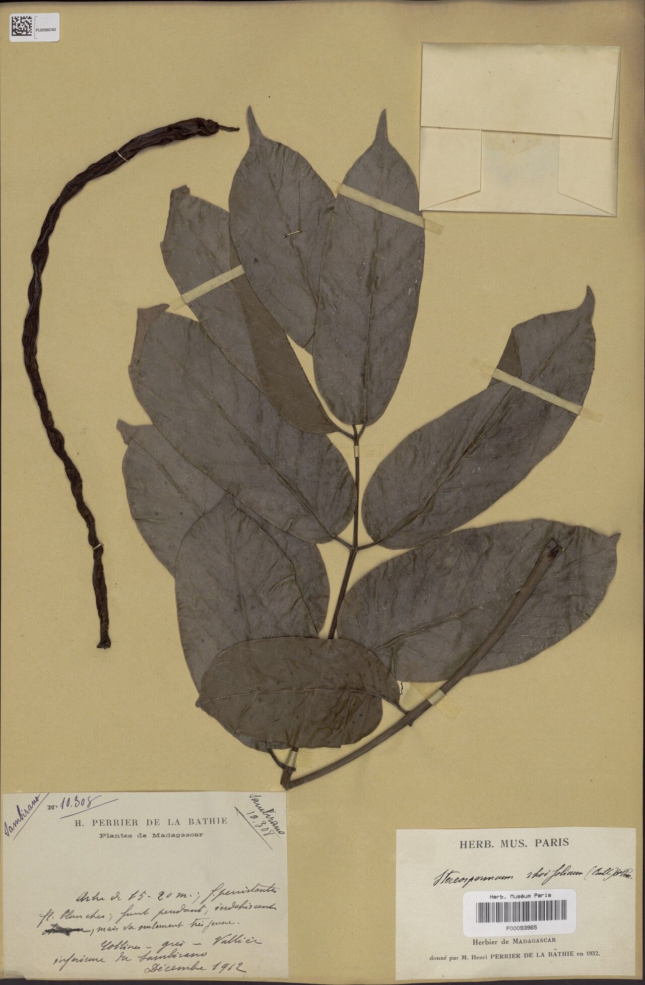 Stereospermum rhoifolium — search result for 'Stereospermum'