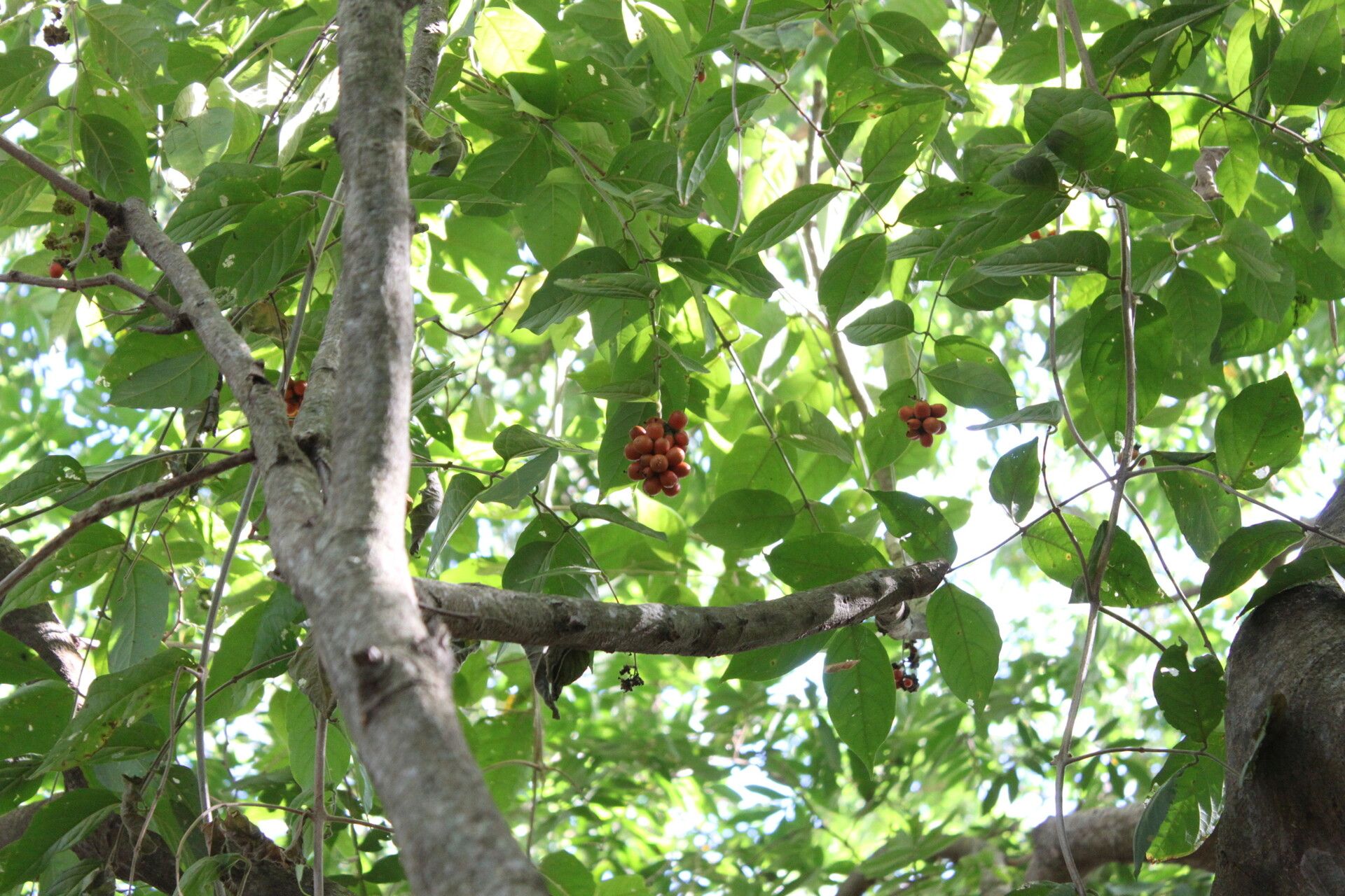 Aegiphila vitelliniflora fruit