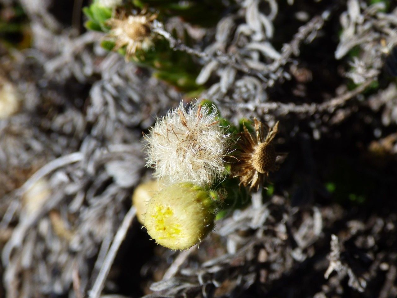Psiadia callocephala fruit