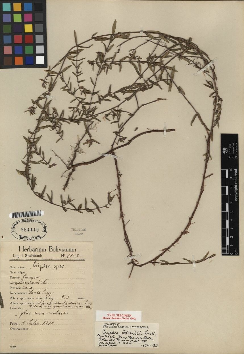 Cuphea odonellii other