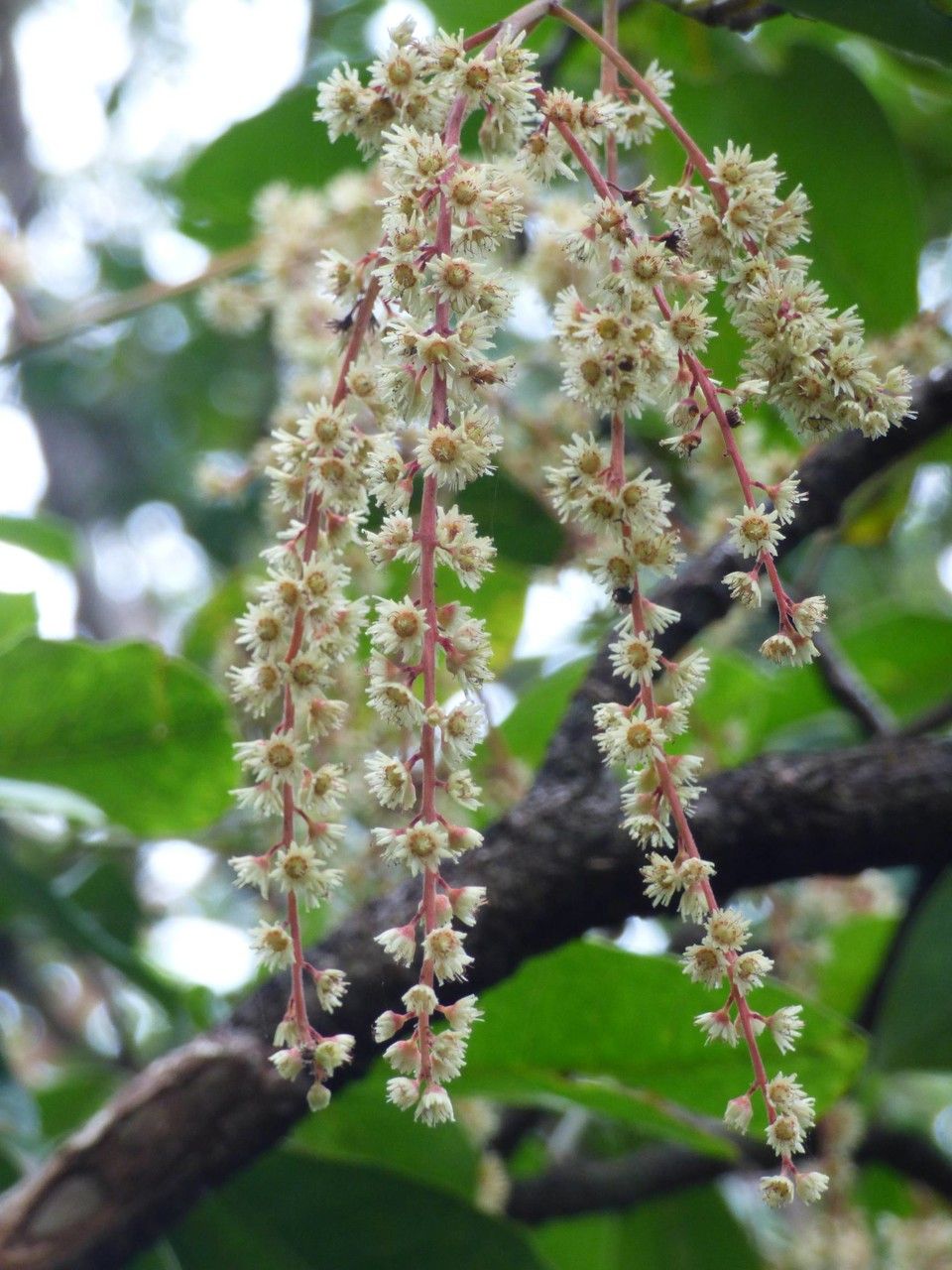 Homalium paniculatum flower