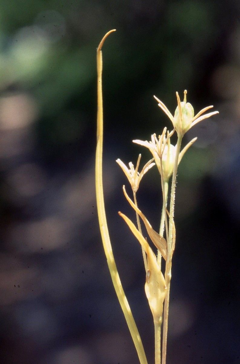 Gagea fragifera fruit