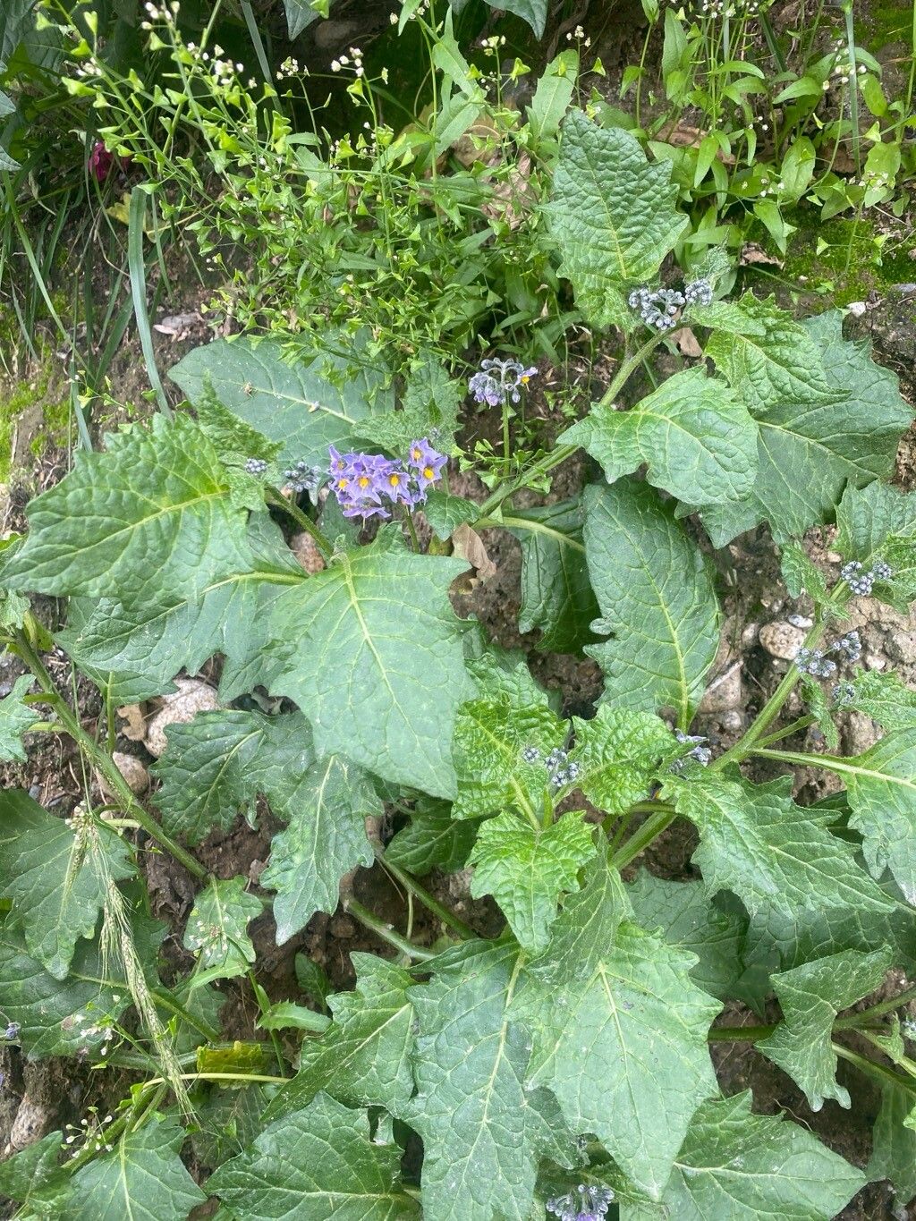 Solanum pentlandii — houseplant care guide