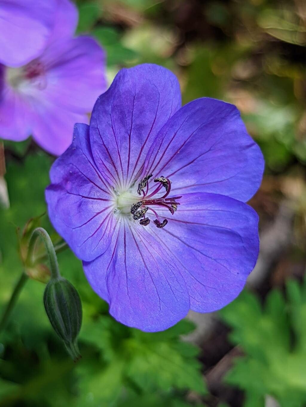 Geranium wallichianum flower