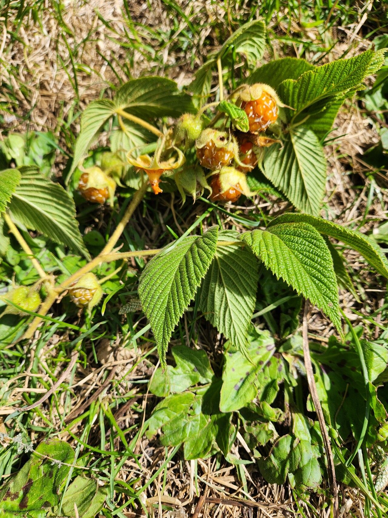 Rubus volkensii fruit