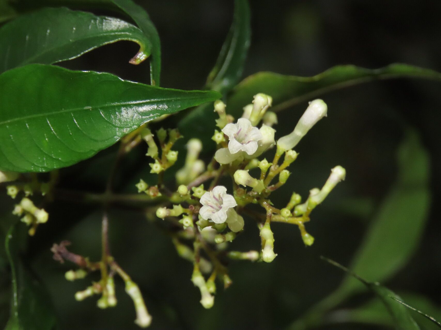 Palicourea salicifolia flower