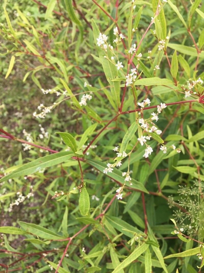 Koenigia divaricata — related species from the same genus