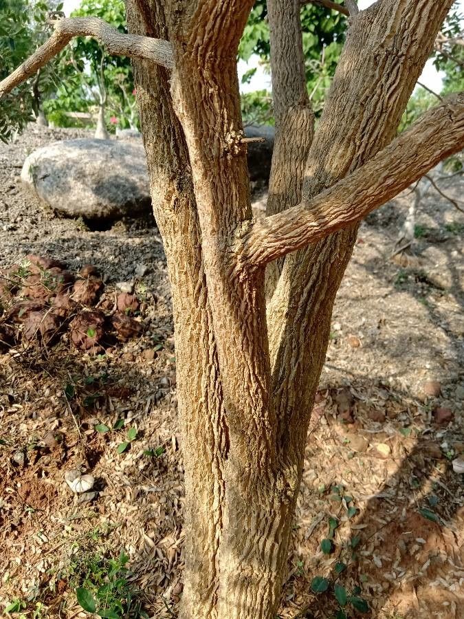 Mundulea sericea bark