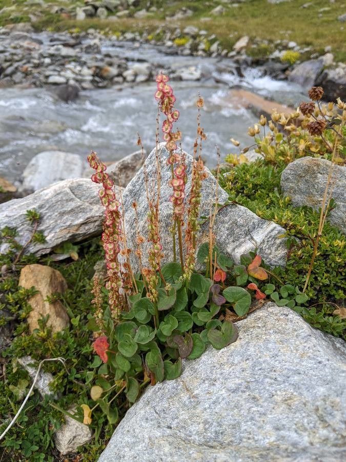 Oxyria digyna flower