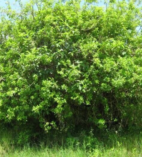 Volkameria mollis habit