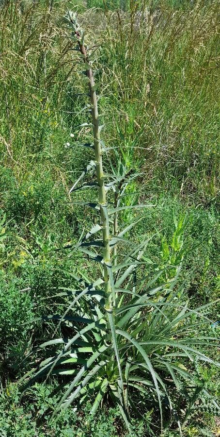 Eryngium paniculatum habit