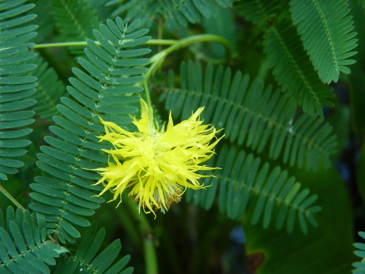 Neptunia natans flower