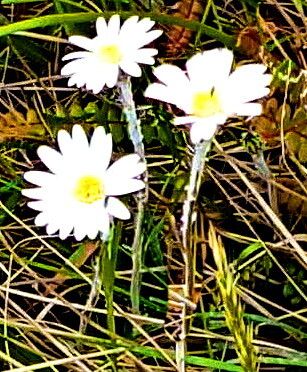 Celmisia gracilenta — houseplant care guide