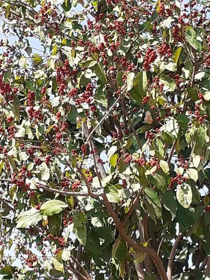 Mallotus philippensis fruit
