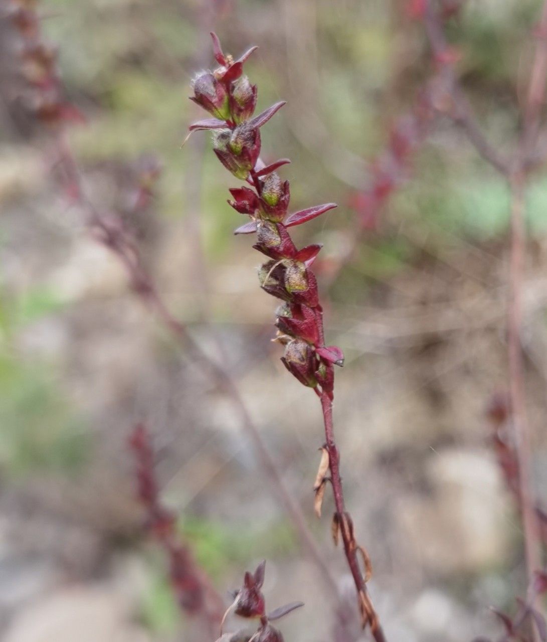 Odontites luteus fruit