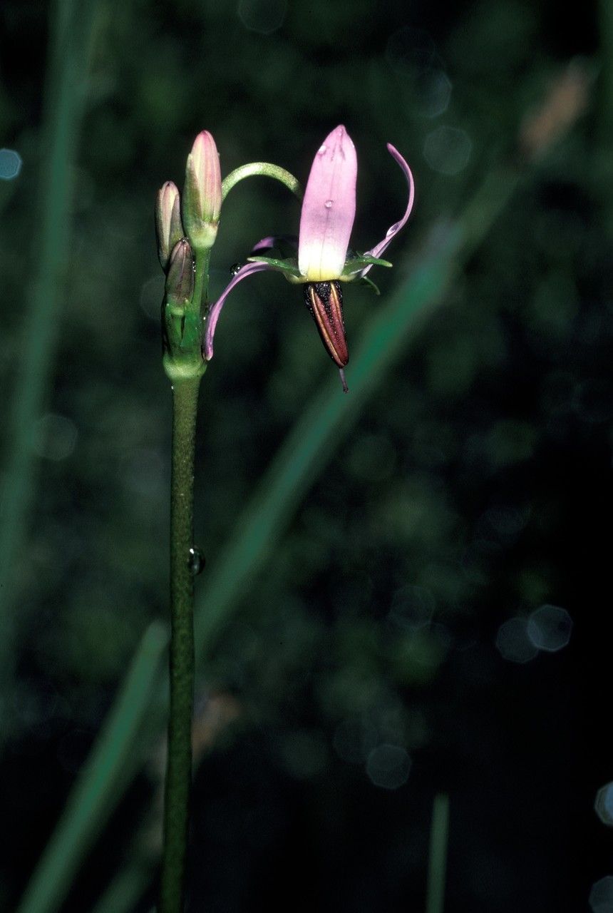 Dodecatheon alpinum — related species from the same genus
