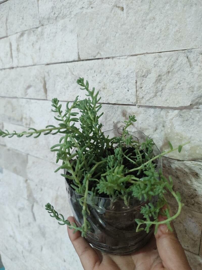 Sedum diffusum — houseplant care guide