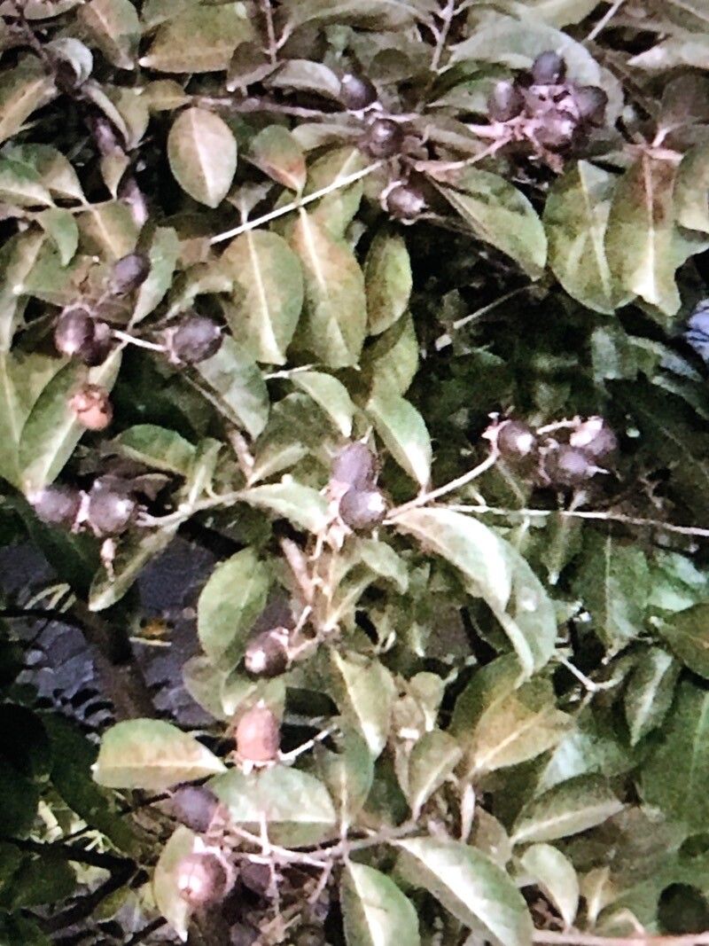 Clausena anisata fruit