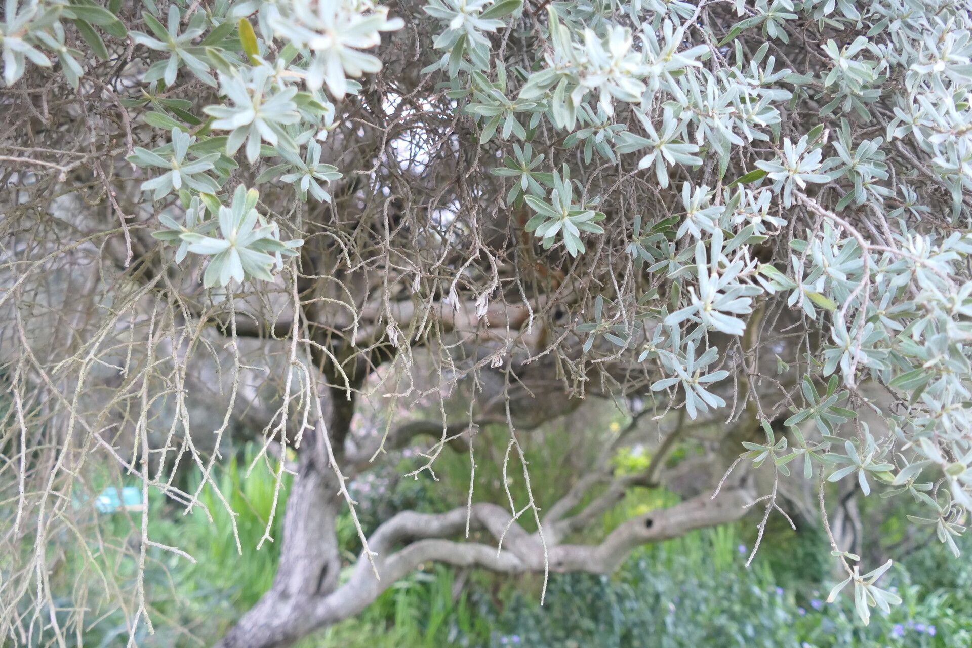 Diospyros pubescens habit