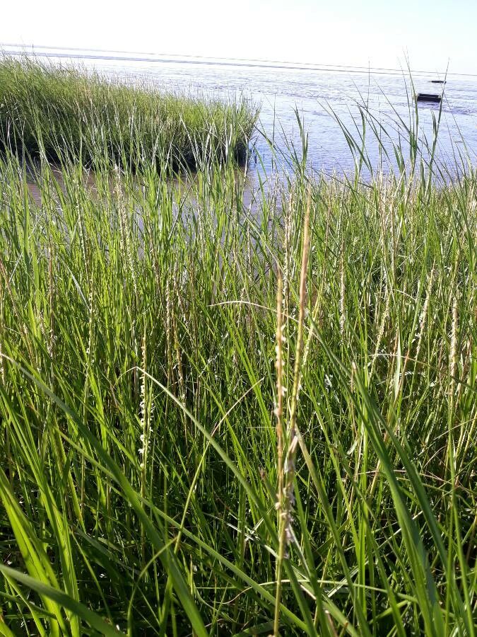Sporobolus × townsendii flower