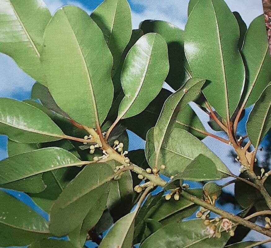 Sideroxylon mirmulano — houseplant care guide