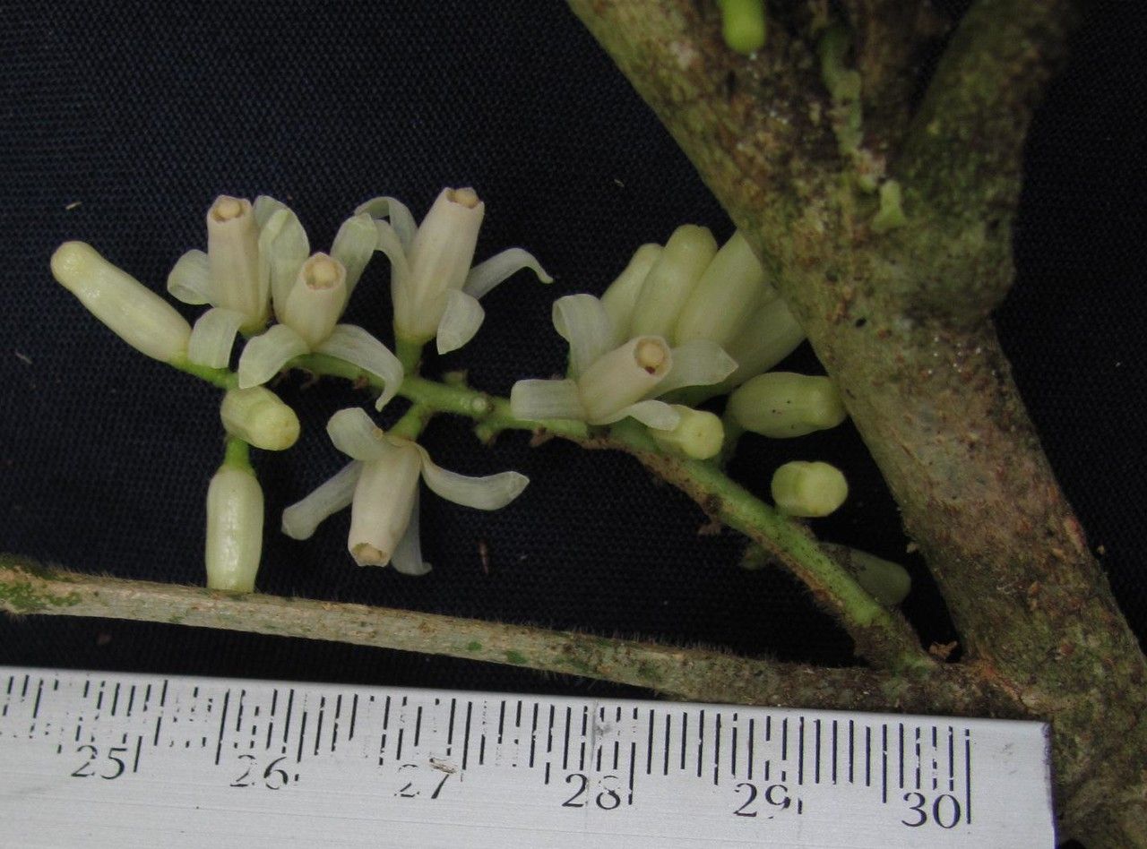 Guarea chiricana bark