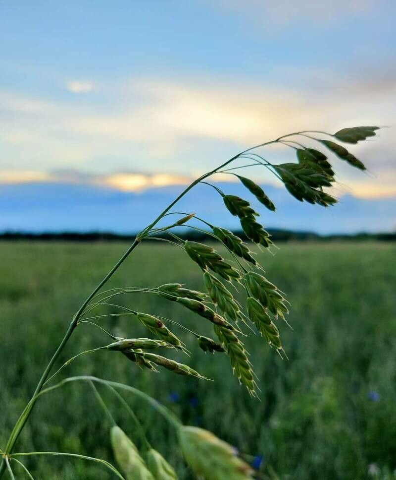 Bromus secalinus flower