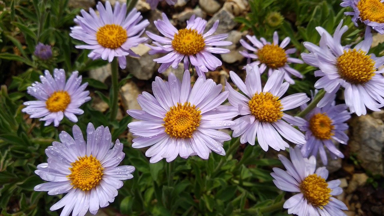 Erigeron caucasicus flower