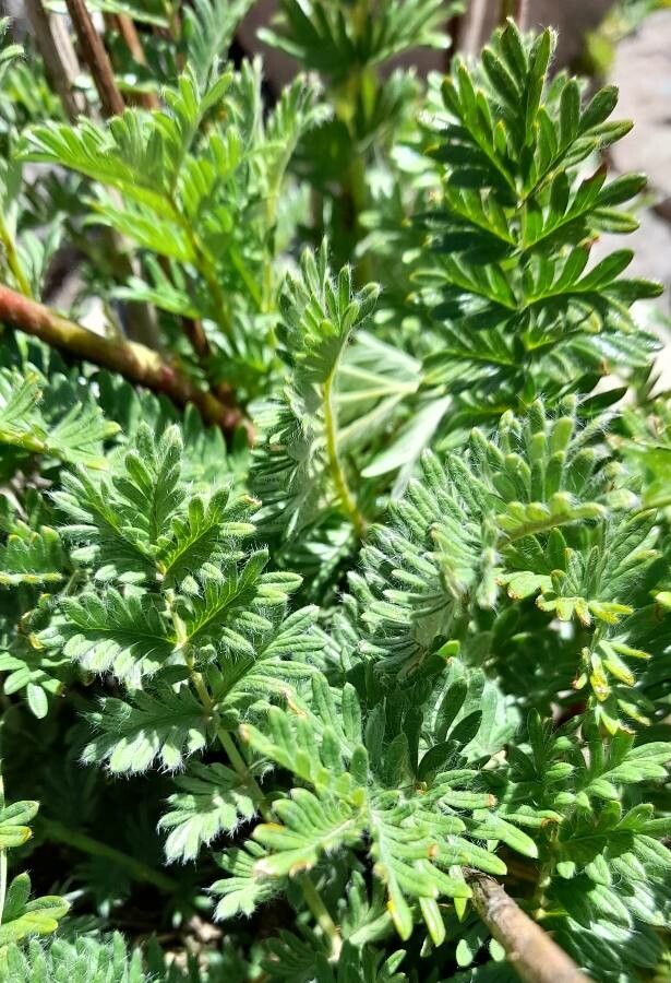 Acaena pinnatifida — houseplant care guide