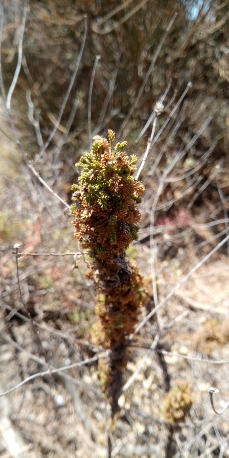 Santolina viscosa — search result for 'Santolina'