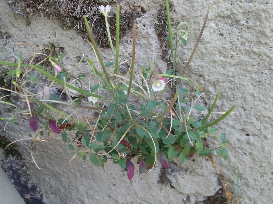 Epilobium collinum flower