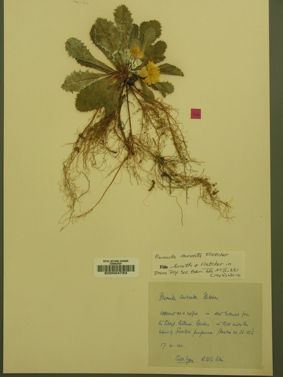 Primula aureata — houseplant care guide