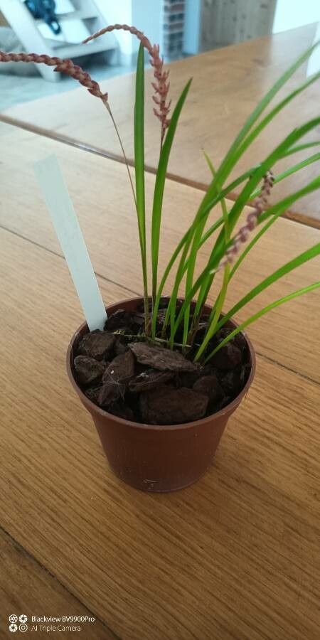 Coelogyne wenzelii flower