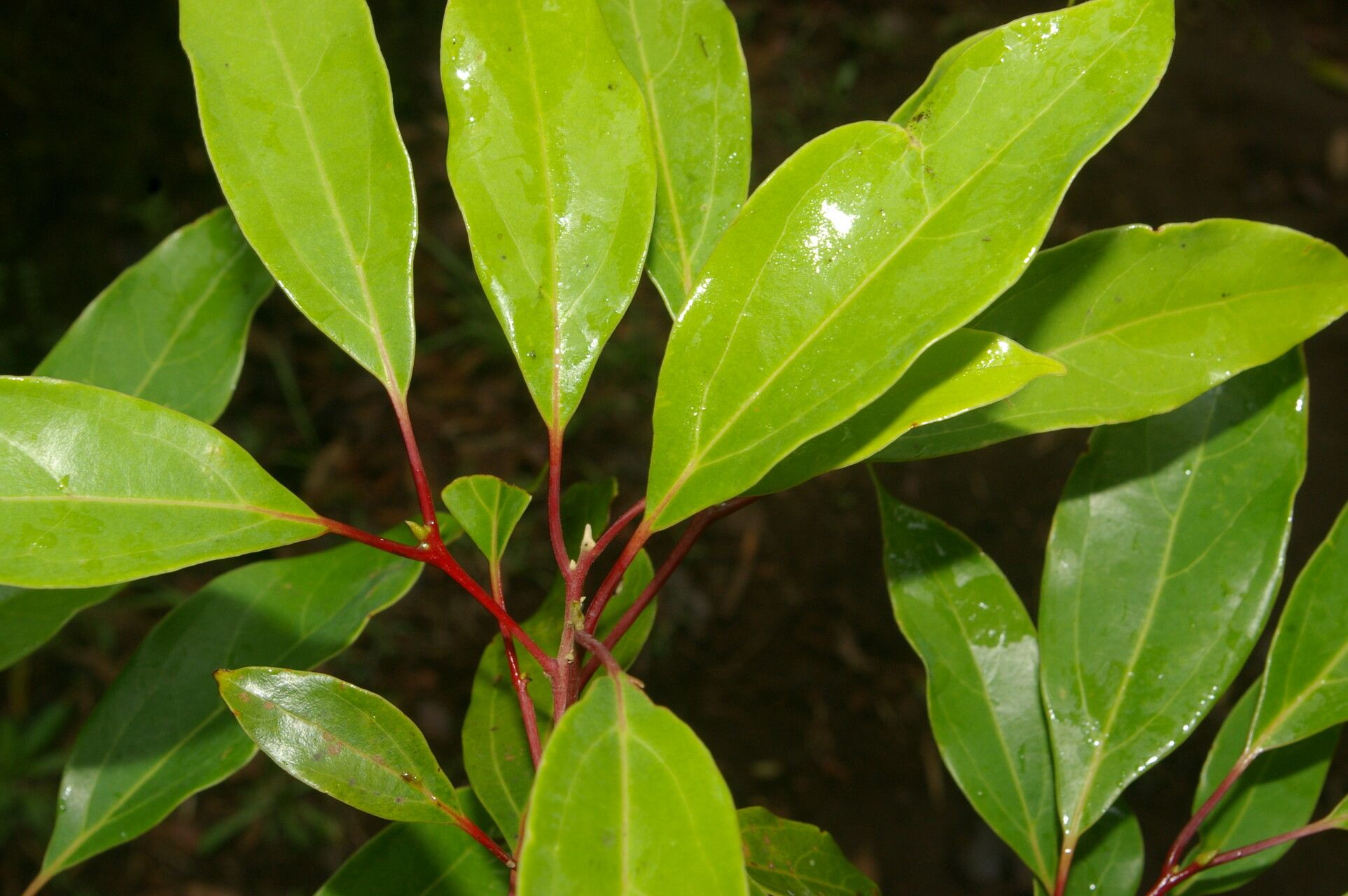 Cinnamomum brenesii — related species from the same genus