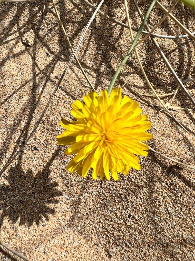 Agoseris apargioides flower