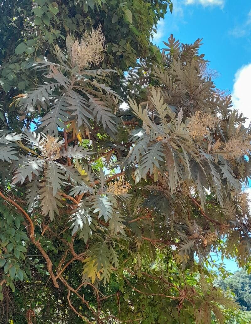 Bocconia integrifolia habit