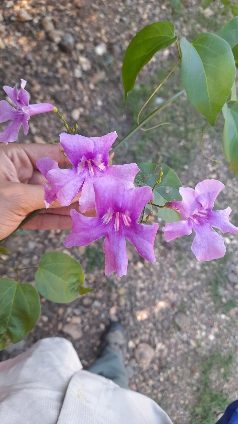 Bignonia diversifolia flower