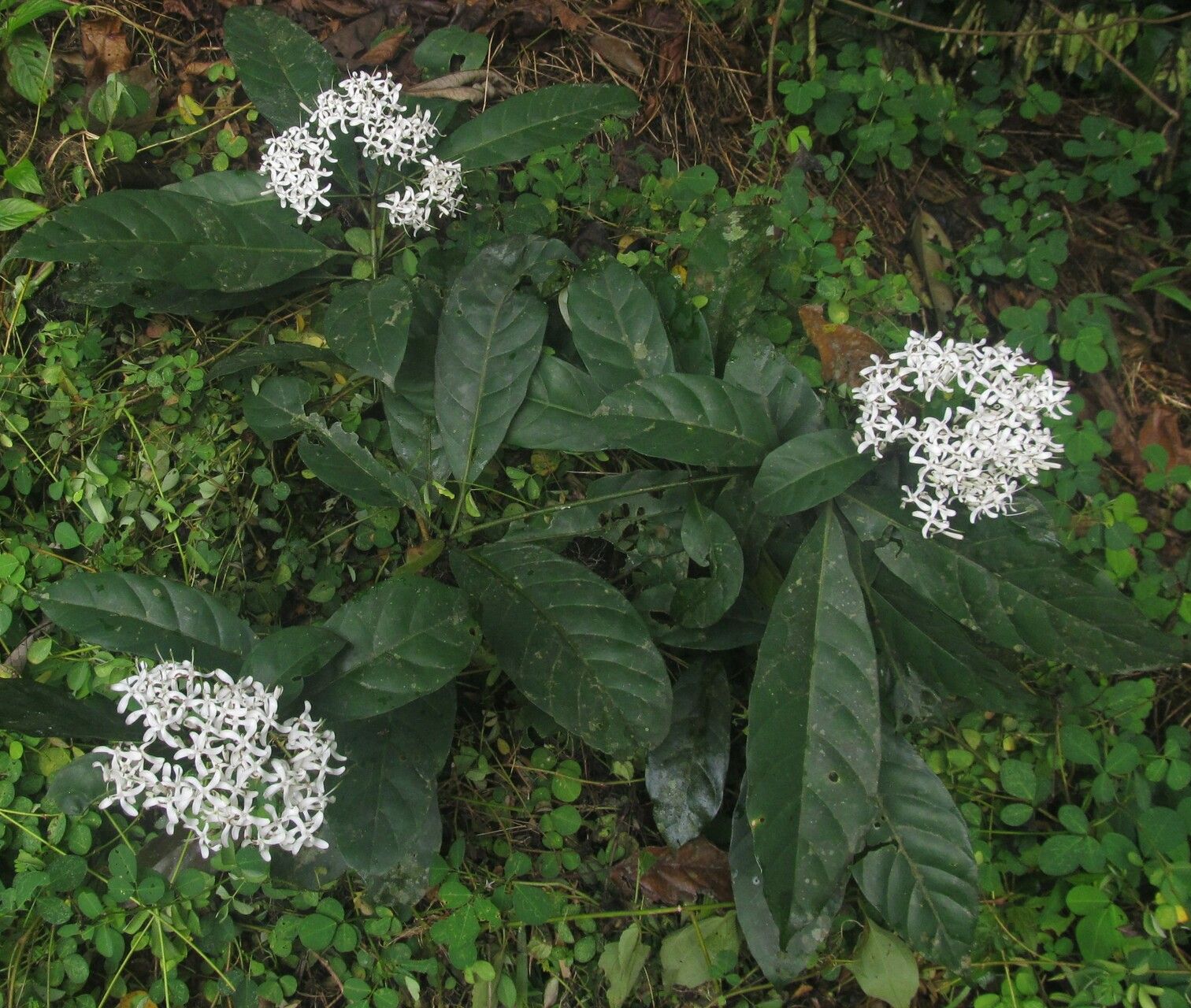 Pavetta owariensis habit