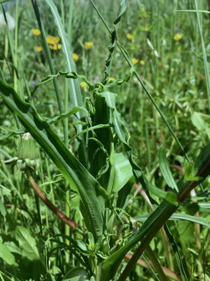 Tragopogon pratensis — search result for 'Ireland'