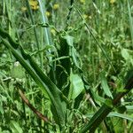 Tragopogon pratensis
