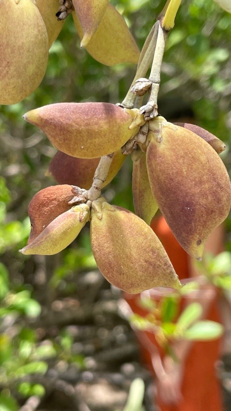 Avicennia schaueriana fruit
