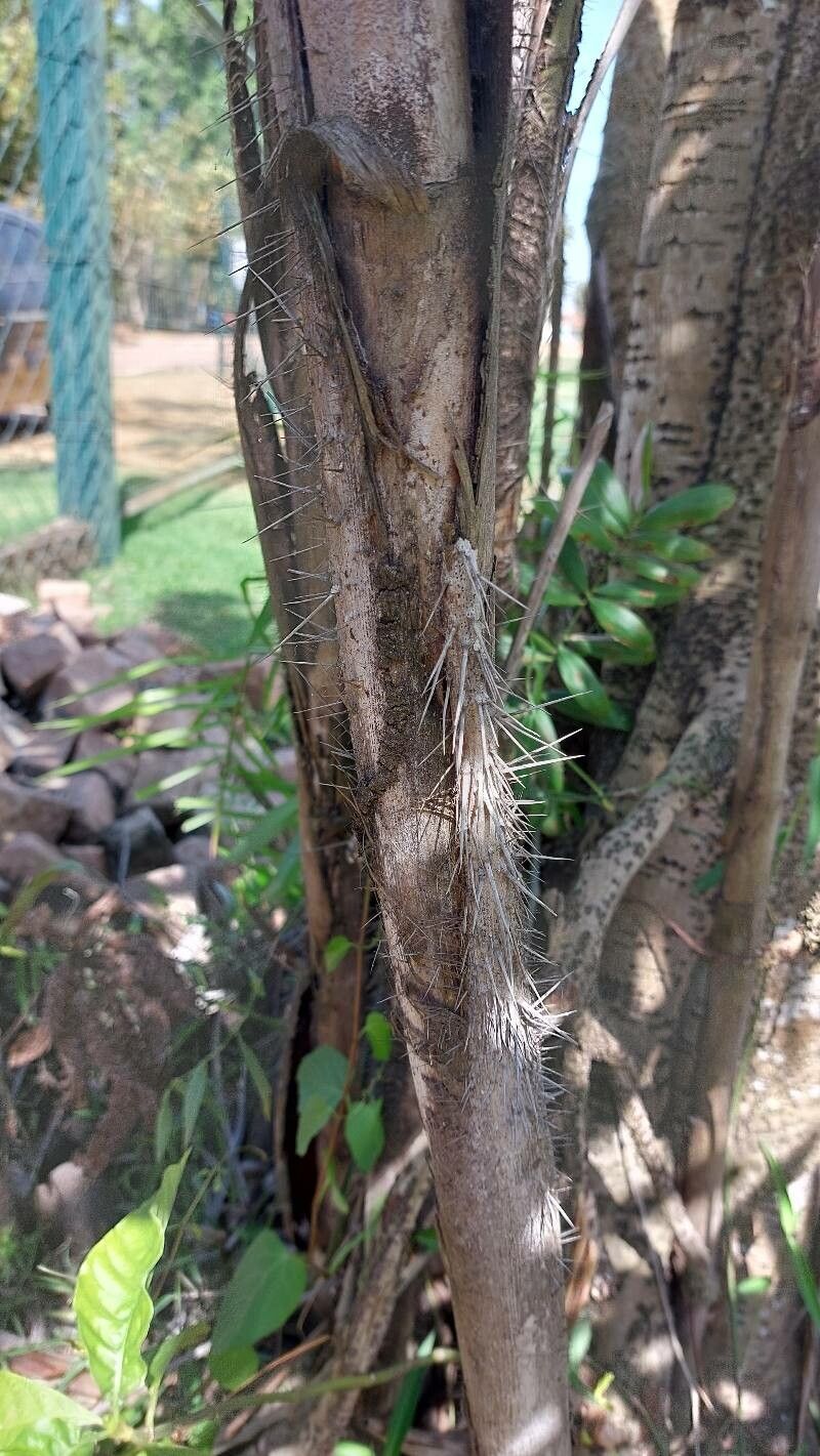 Bactris glaucescens bark