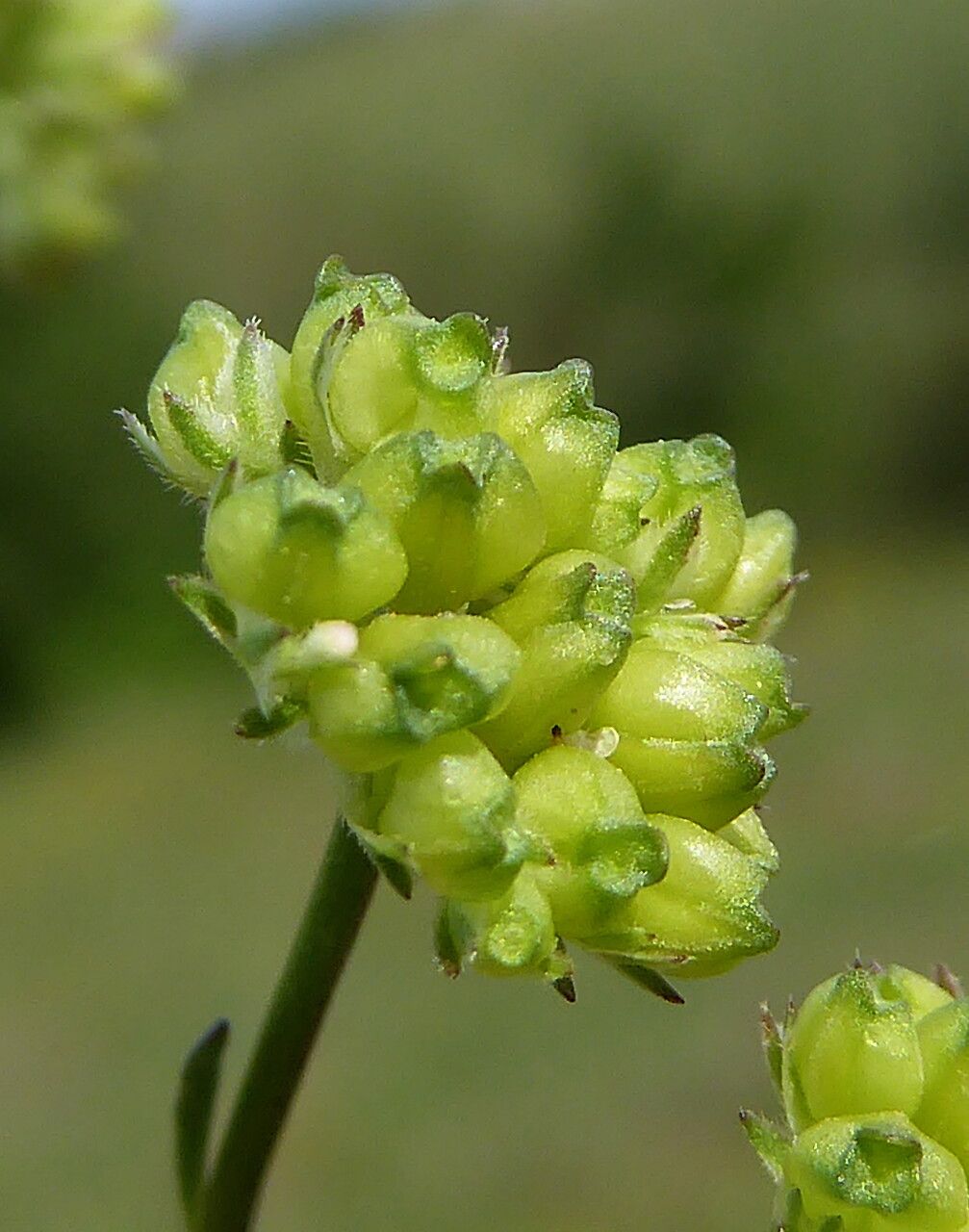 Valerianella coronata fruit