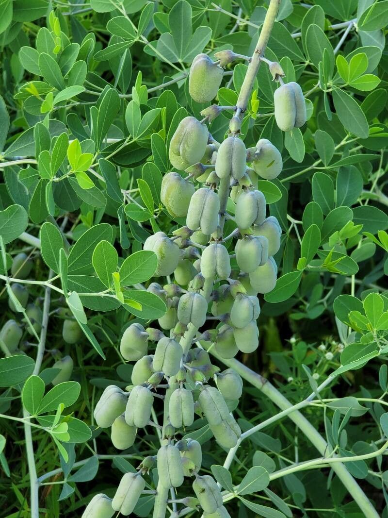 Baptisia alba flower