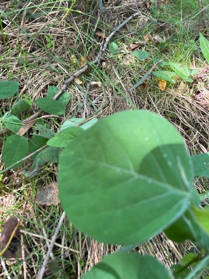Desmodium canescens leaf