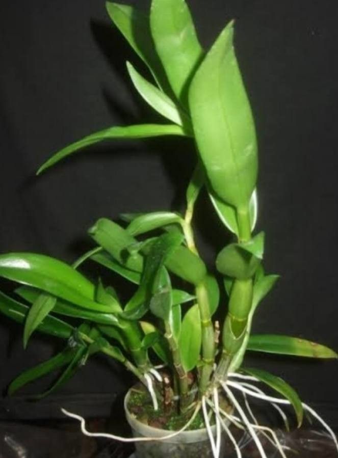 Dendrobium antennatum — search result for 'Orchidaceae'