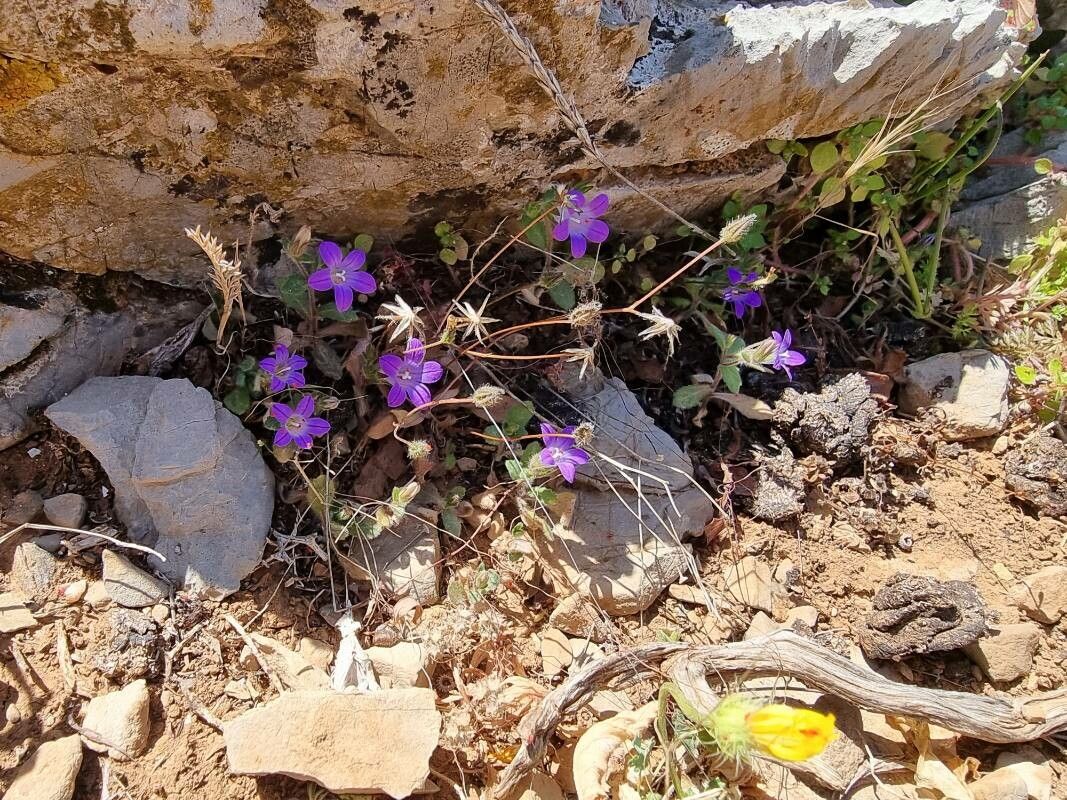 Campanula creutzburgii — houseplant care guide
