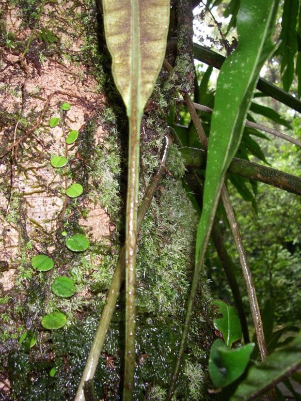 Elaphoglossum latifolium bark